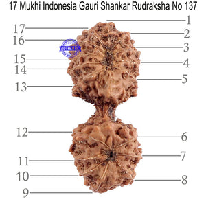17 Mukhi Gaurishankar Rudraksha from Indonesia - Bead No. 137