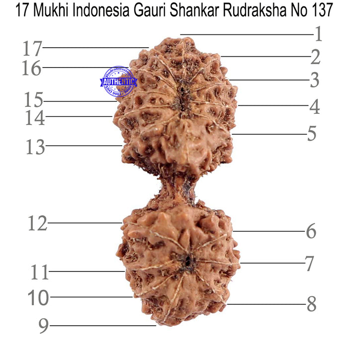 17 Mukhi Gaurishankar Rudraksha from Indonesia - Bead No. 137
