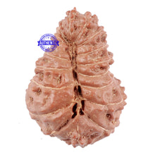 Load image into Gallery viewer, 17 Mukhi Rudraksha from Indonesia - Bead No. 29
