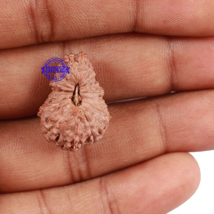 17 Mukhi Rudraksha from Indonesia - Bead No. 29