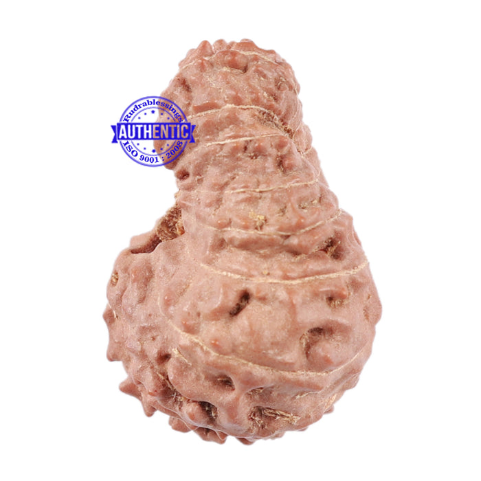 17 Mukhi Rudraksha from Indonesia - Bead No. 29