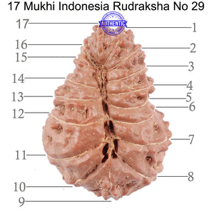 17 Mukhi Rudraksha from Indonesia - Bead No. 29
