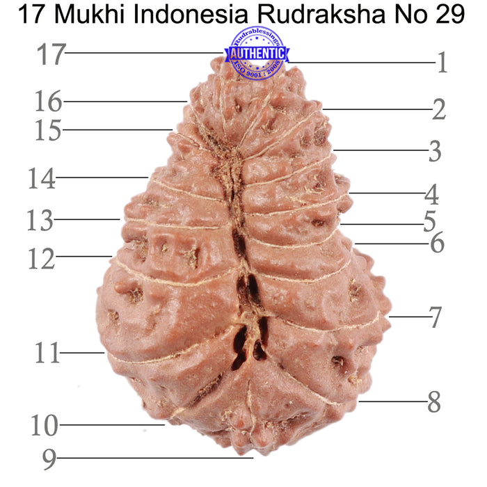 17 Mukhi Rudraksha from Indonesia - Bead No. 29