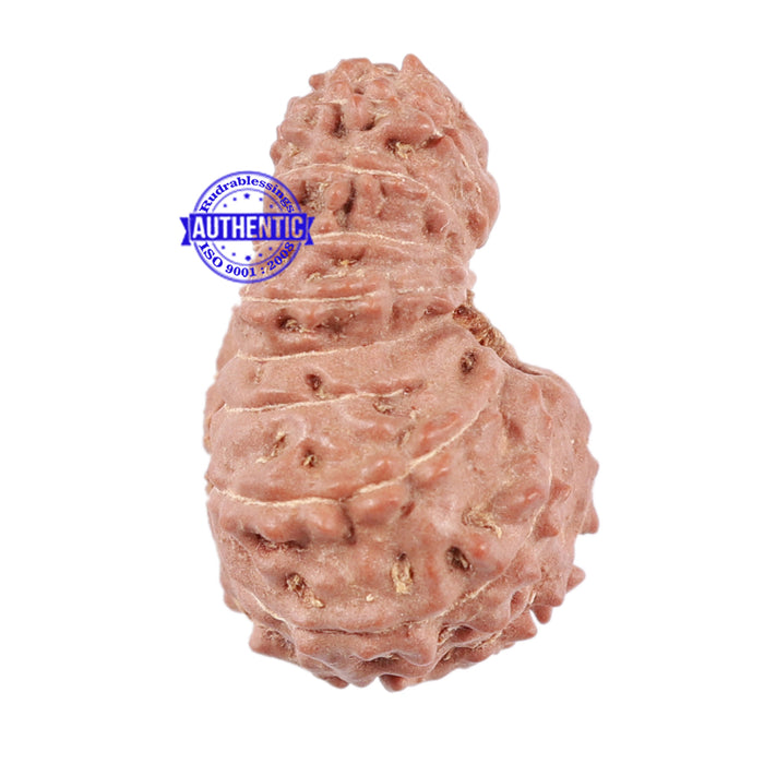17 Mukhi Rudraksha from Indonesia - Bead No. 29