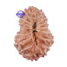Load image into Gallery viewer, 17 Mukhi Rudraksha from Indonesia - Bead No. 33
