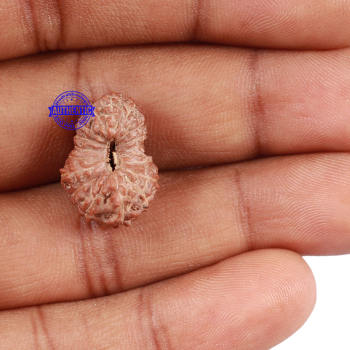 17 Mukhi Rudraksha from Indonesia - Bead No. 33