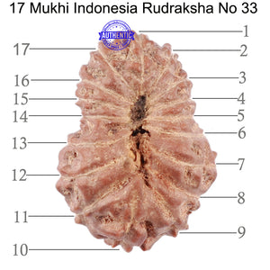 17 Mukhi Rudraksha from Indonesia - Bead No. 33