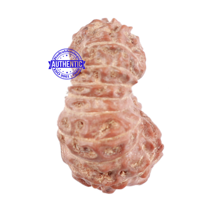 17 Mukhi Rudraksha from Indonesia - Bead No. 33