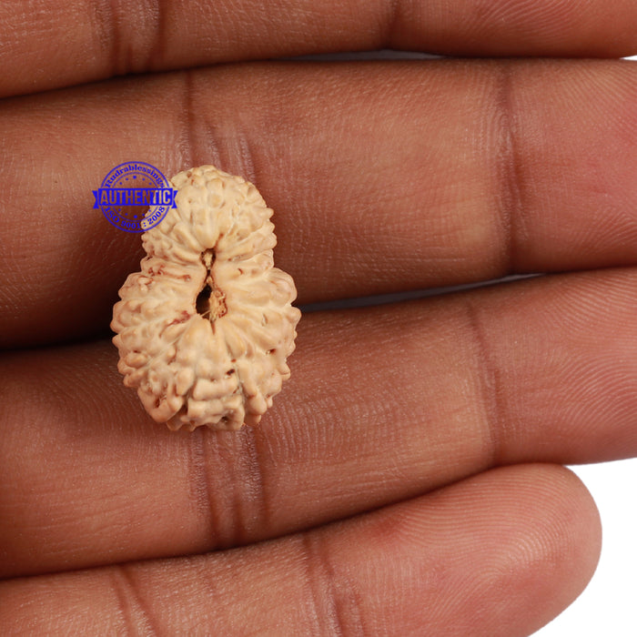 17 Mukhi Rudraksha from Indonesia - Bead No. 43