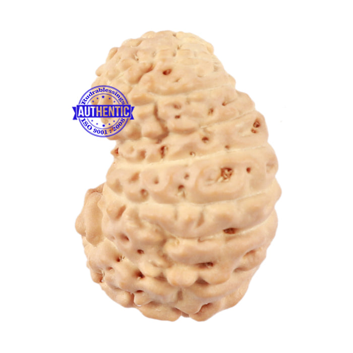 17 Mukhi Rudraksha from Indonesia - Bead No. 43