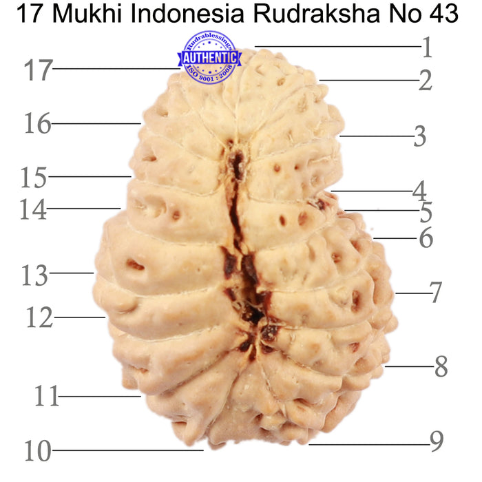 17 Mukhi Rudraksha from Indonesia - Bead No. 43