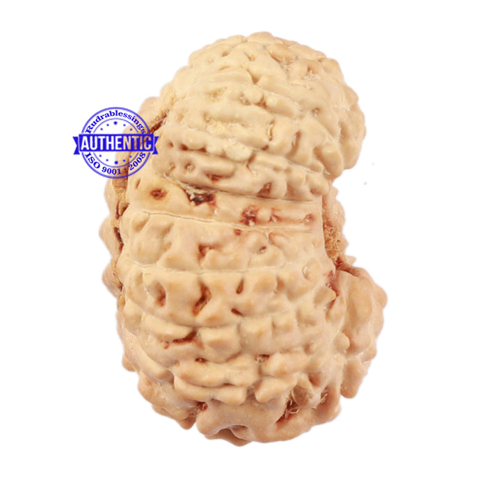 17 Mukhi Rudraksha from Indonesia - Bead No. 43