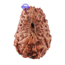 Load image into Gallery viewer, 17 Mukhi Rudraksha from Indonesia - Bead No. 44

