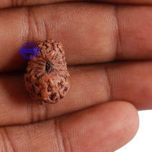 Load image into Gallery viewer, 17 Mukhi Rudraksha from Indonesia - Bead No. 44
