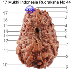 17 Mukhi Rudraksha from Indonesia - Bead No. 44