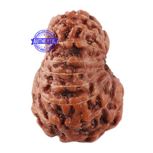 Load image into Gallery viewer, 17 Mukhi Rudraksha from Indonesia - Bead No. 44
