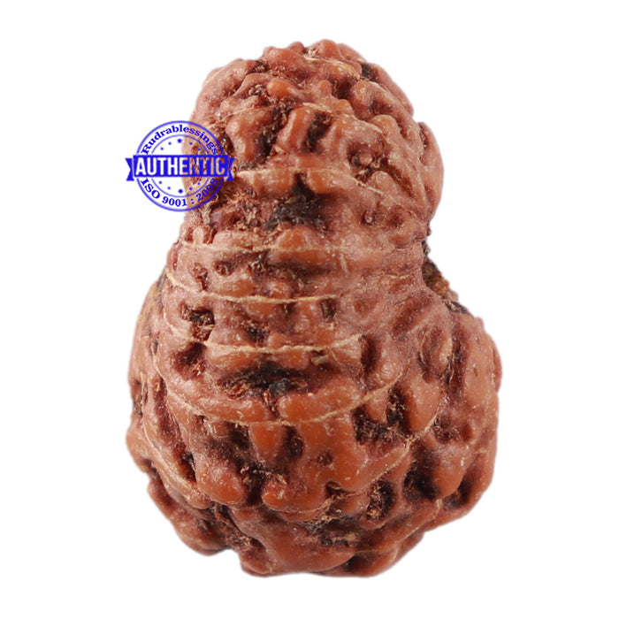 17 Mukhi Rudraksha from Indonesia - Bead No. 44