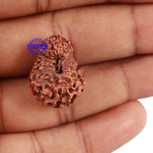 Load image into Gallery viewer, 17 Mukhi Rudraksha from Indonesia - Bead No. 49
