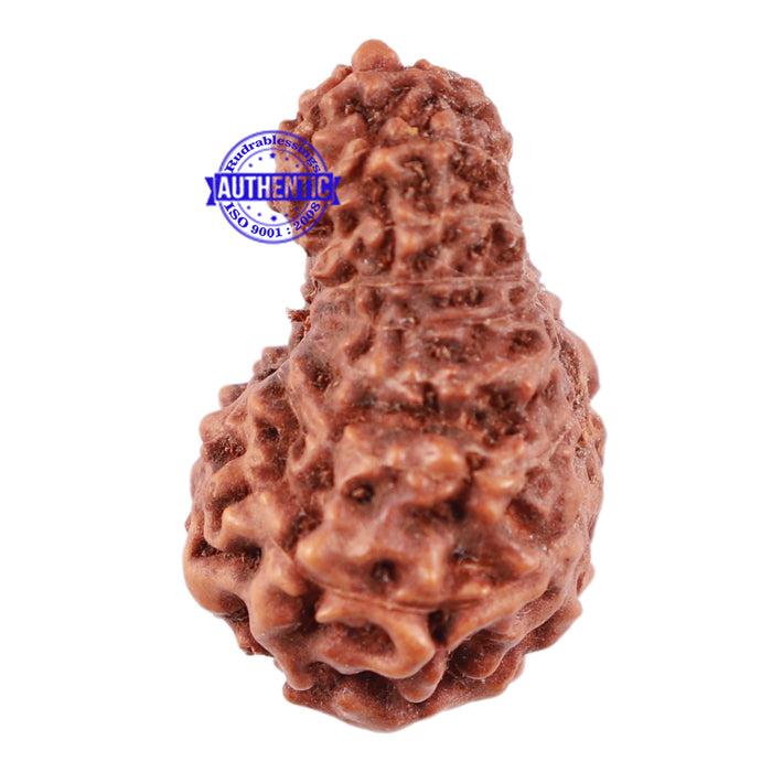 17 Mukhi Rudraksha from Indonesia - Bead No. 49