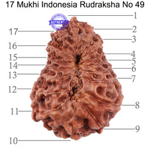 Load image into Gallery viewer, 17 Mukhi Rudraksha from Indonesia - Bead No. 49
