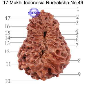 17 Mukhi Rudraksha from Indonesia - Bead No. 49