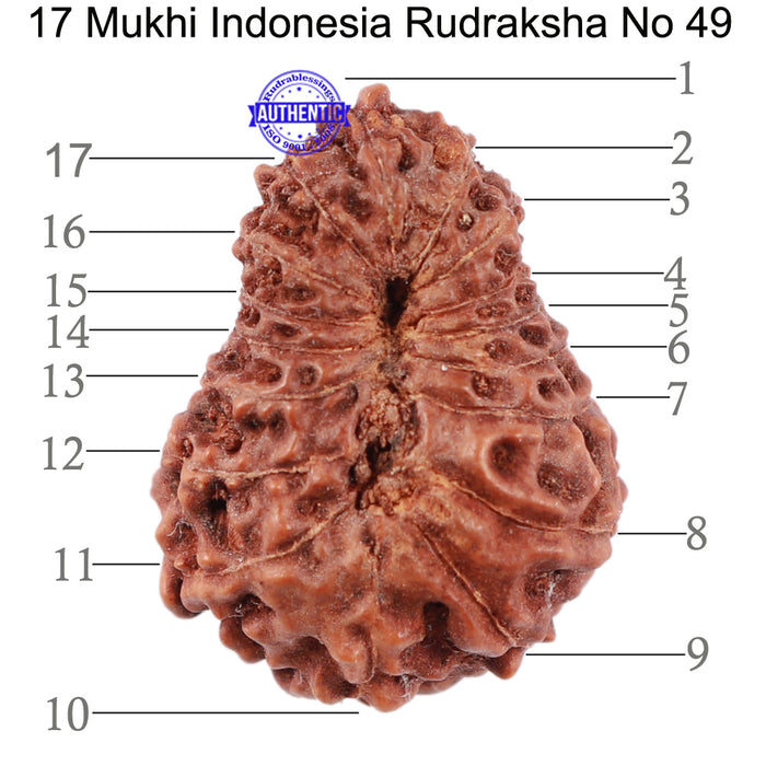 17 Mukhi Rudraksha from Indonesia - Bead No. 49