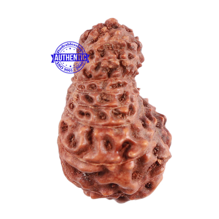 17 Mukhi Rudraksha from Indonesia - Bead No. 49