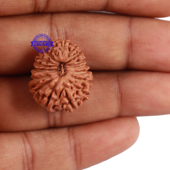 17 Mukhi Rudraksha from Indonesia - Bead No. 5