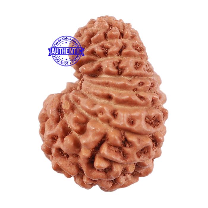 17 Mukhi Rudraksha from Indonesia - Bead No. 5