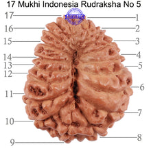 Load image into Gallery viewer, 17 Mukhi Rudraksha from Indonesia - Bead No. 5
