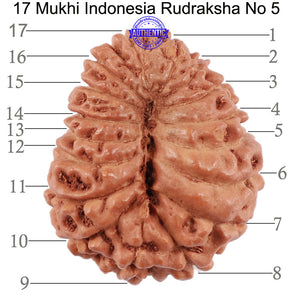17 Mukhi Rudraksha from Indonesia - Bead No. 5