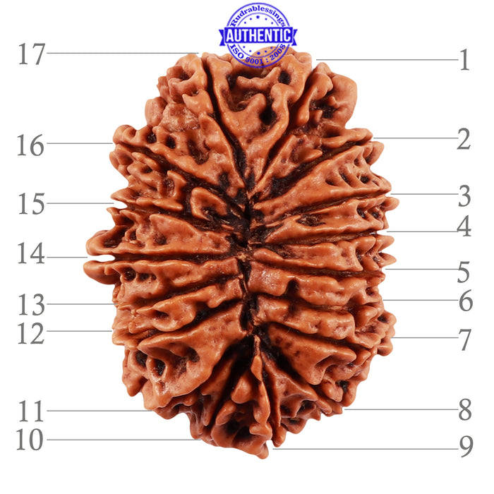 17 Mukhi Nepalese Rudraksha - Bead No. 44