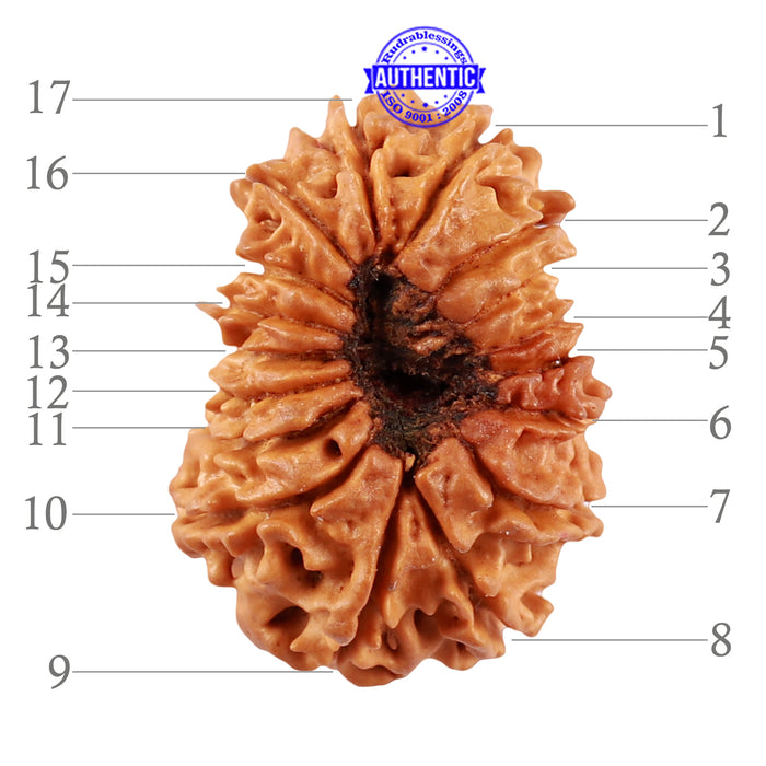 17 Mukhi Nepalese Rudraksha - Bead No. 50