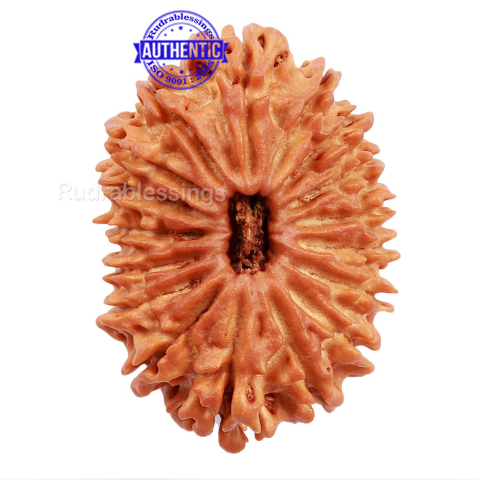17 Mukhi Nepalese Rudraksha - Bead No. 32