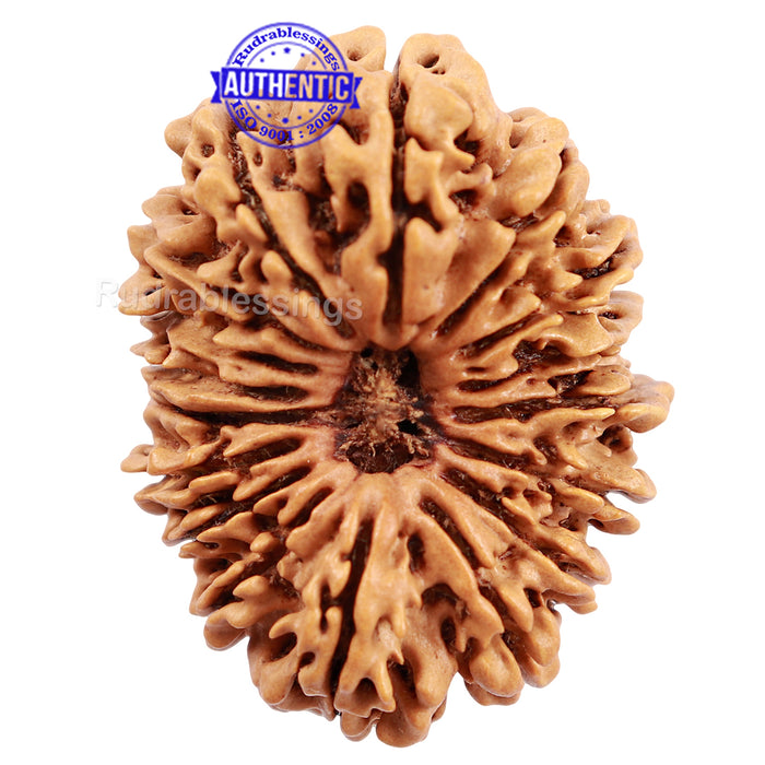 17 Mukhi Nepalese Rudraksha - Bead No. 33