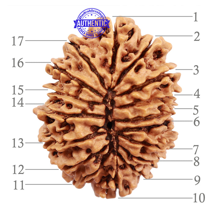 17 Mukhi Nepalese Rudraksha - Bead No. 33