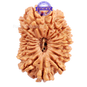 17 Mukhi Nepalese Rudraksha - Bead No. 39
