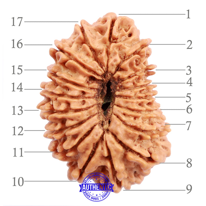 17 Mukhi Nepalese Rudraksha - Bead No. 39