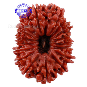 17 Mukhi Nepalese Rudraksha - Bead No. 40