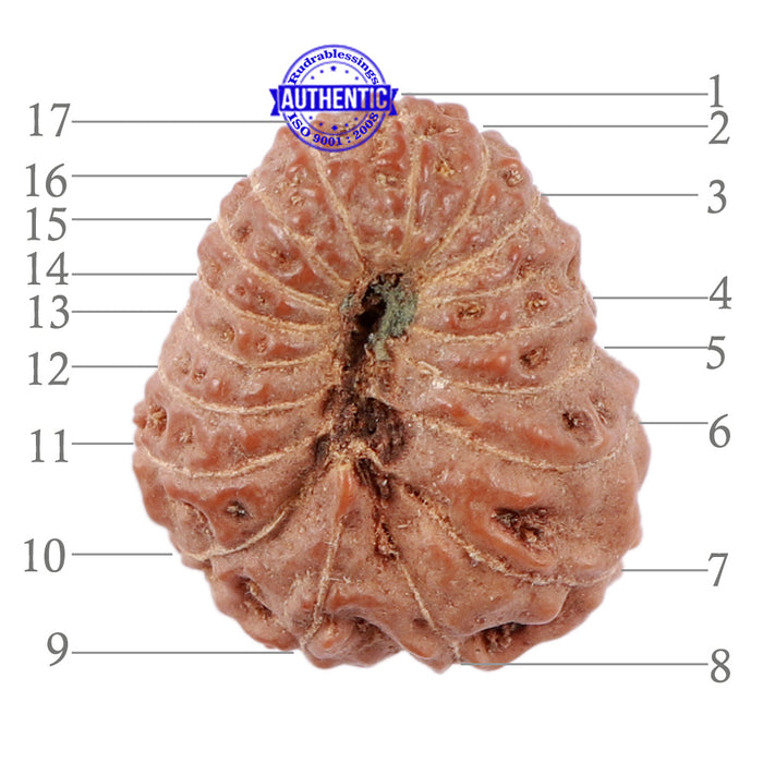 17 Mukhi Rudraksha from Indonesia - Bead No. 147