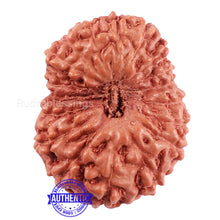 Load image into Gallery viewer, 18 Mukhi Rudraksha from Indonesia - Bead No. 166

