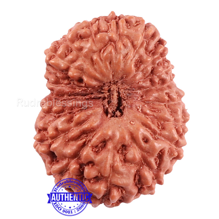 18 Mukhi Rudraksha from Indonesia - Bead No. 166