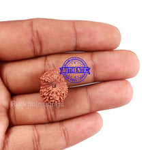 Load image into Gallery viewer, 18 Mukhi Rudraksha from Indonesia - Bead No. 166
