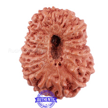 Load image into Gallery viewer, 18 Mukhi Rudraksha from Indonesia - Bead No. 166
