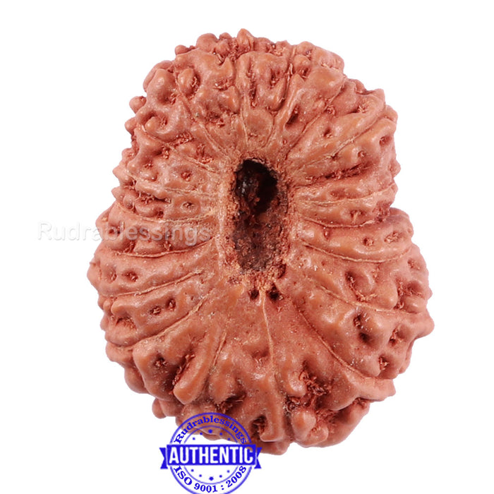 18 Mukhi Rudraksha from Indonesia - Bead No. 166