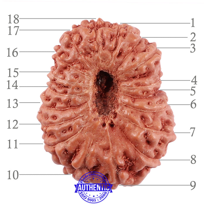 18 Mukhi Rudraksha from Indonesia - Bead No. 166