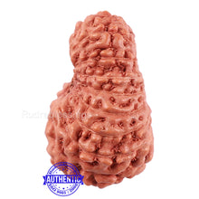 Load image into Gallery viewer, 18 Mukhi Rudraksha from Indonesia - Bead No. 166

