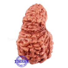 Load image into Gallery viewer, 18 Mukhi Rudraksha from Indonesia - Bead No. 166
