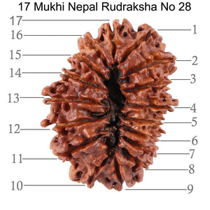 17 Mukhi Nepalese Rudraksha - Bead No. 28