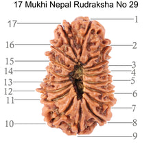 Load image into Gallery viewer, 17 Mukhi Nepalese Rudraksha - Bead No. 29
